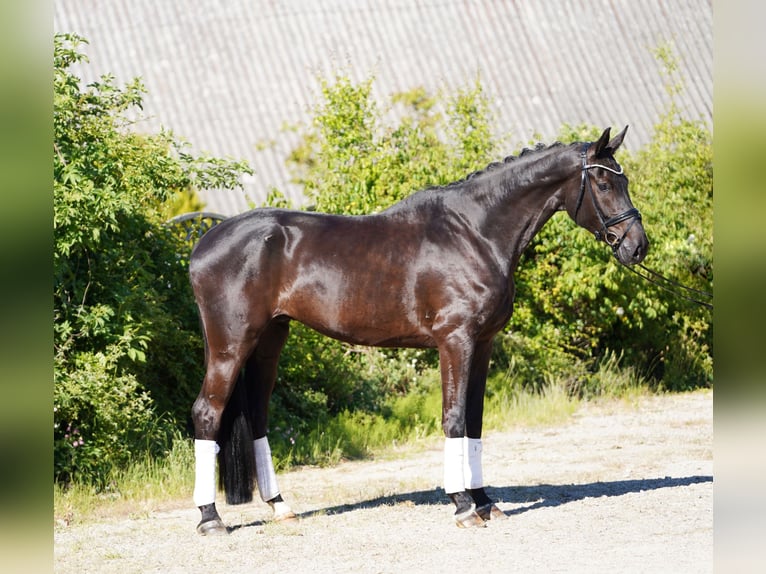 Koń hanowerski Wałach 6 lat 178 cm Kara in Hohenfelde