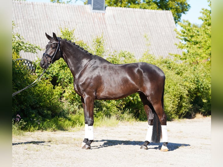 Koń hanowerski Wałach 6 lat 178 cm Kara in Hohenfelde