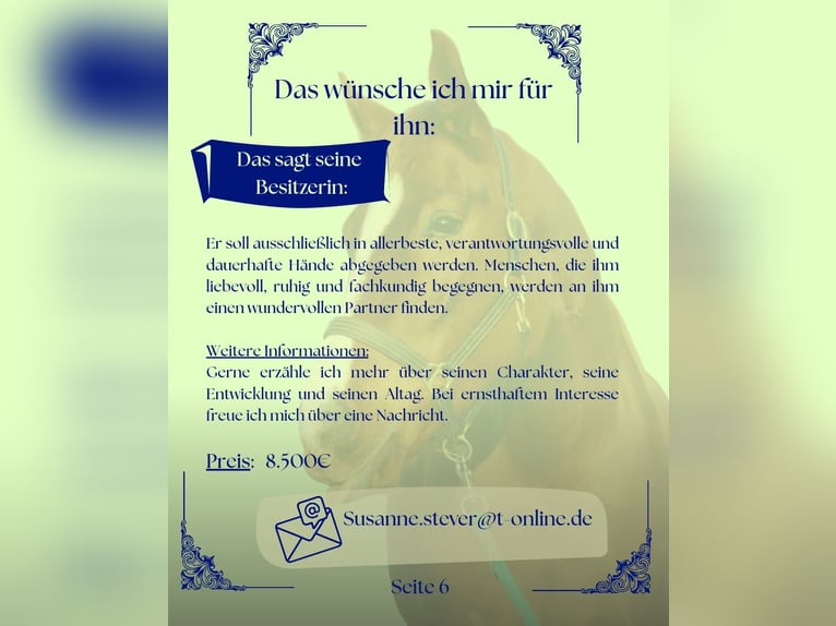 Koń hanowerski Wałach 6 lat 178 cm Kasztanowata in Meinersen