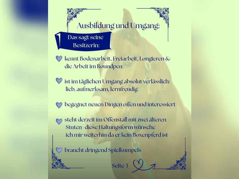 Koń hanowerski Wałach 6 lat 178 cm Kasztanowata in Meinersen