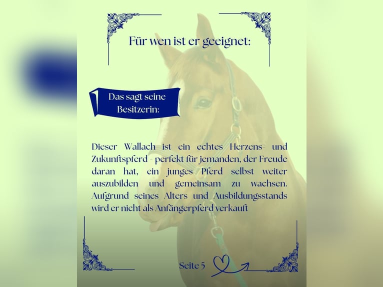 Koń hanowerski Wałach 6 lat 178 cm Kasztanowata in Meinersen