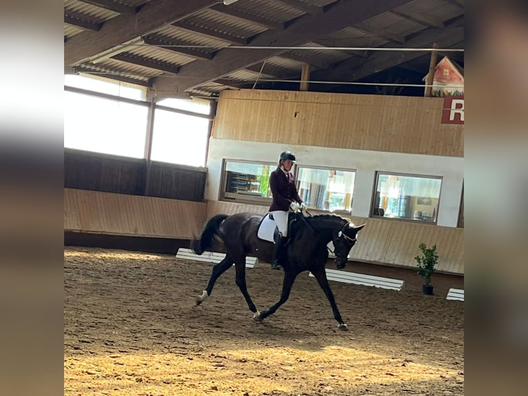 Koń hanowerski Wałach 6 lat 180 cm Kara in Heuchlingen