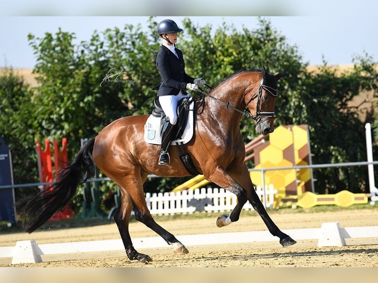 Koń hanowerski Mix Wałach 6 lat 189 cm Gniada in Hergenfeld