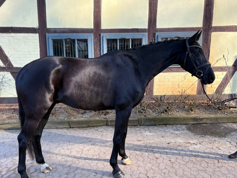 Koń hanowerski Wałach 6 lat in Bad Bevensen