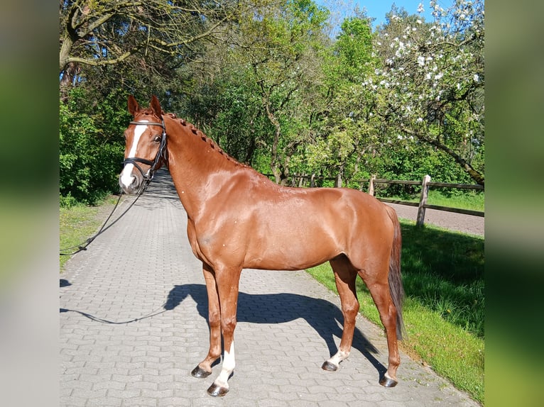 Koń hanowerski Wałach 7 lat 164 cm Kasztanowata in Kirchdorf