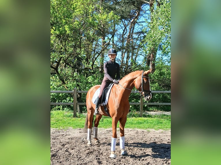 Koń hanowerski Wałach 7 lat 164 cm Kasztanowata in Kirchdorf