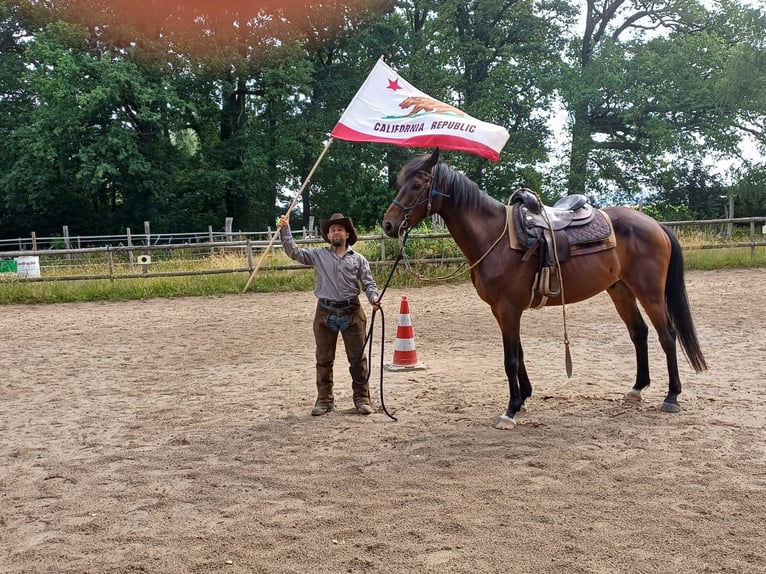 Koń hanowerski Wałach 7 lat 165 cm Gniada in Bruchhausen-Vilsen