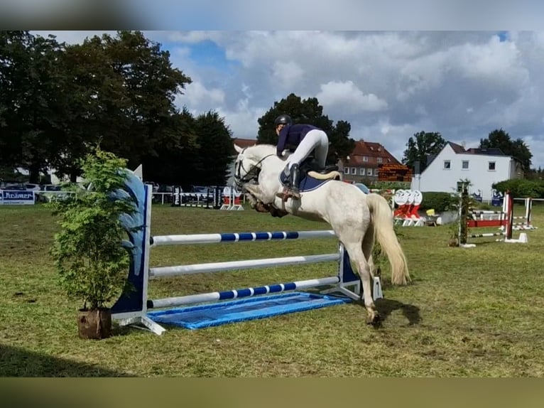 Koń hanowerski Wałach 7 lat 165 cm Siwa in Vorbeck