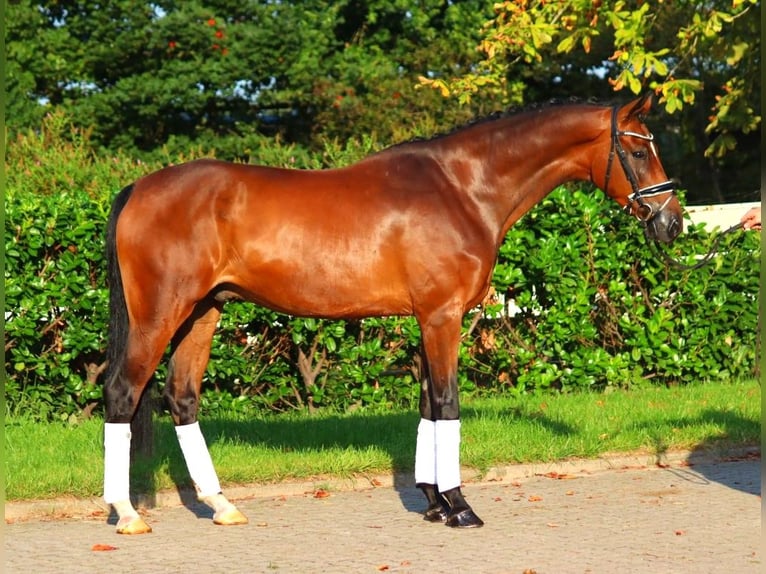 Koń hanowerski Wałach 7 lat 166 cm Gniada in Selsingen