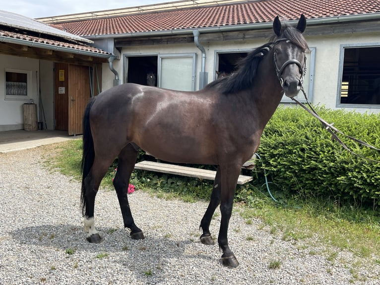 Koń hanowerski Wałach 7 lat 167 cm Ciemnogniada in Deisenhausen