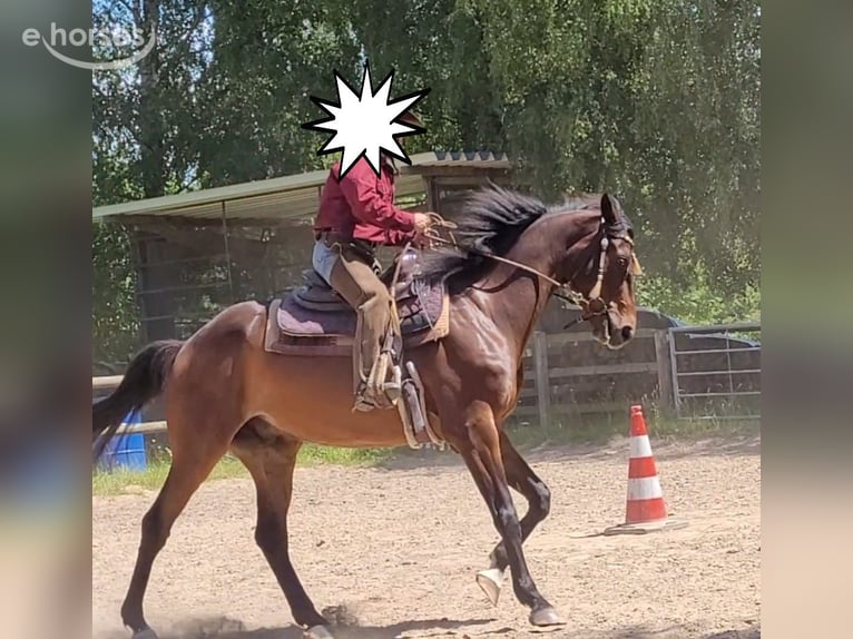 Koń hanowerski Wałach 7 lat 167 cm Ciemnogniada in Bassum