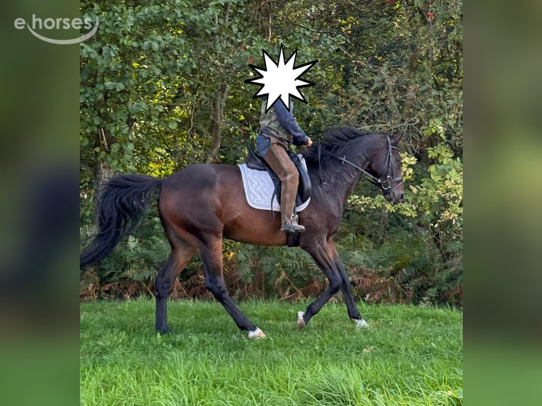 Koń hanowerski Wałach 7 lat 167 cm Ciemnogniada in Bassum