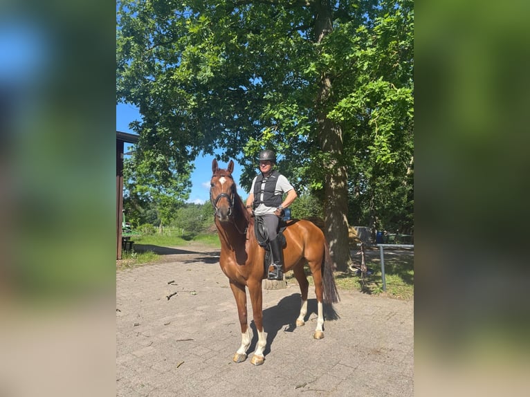 Koń hanowerski Wałach 7 lat 167 cm Kasztanowata in Rohrsheim