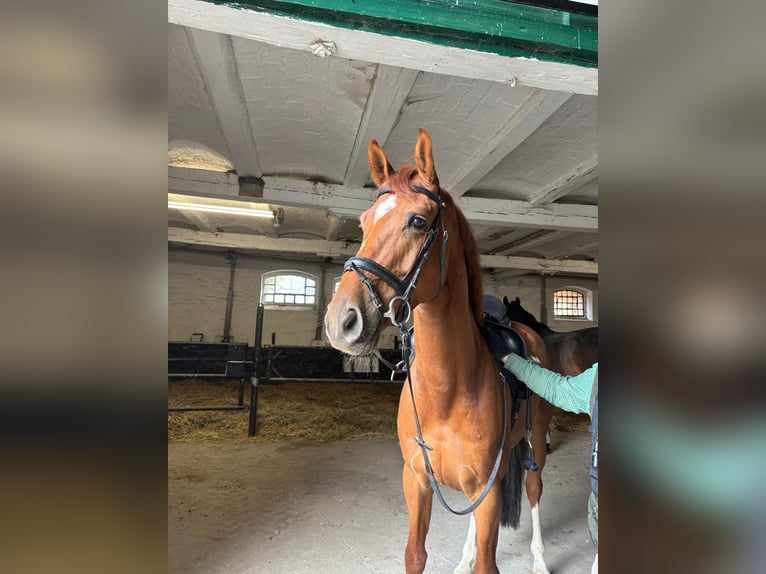 Koń hanowerski Wałach 7 lat 167 cm Kasztanowata in Rohrsheim