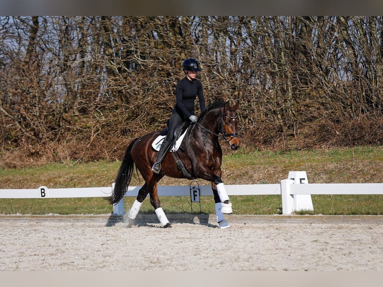 Koń hanowerski Wałach 7 lat 168 cm Ciemnogniada in Fleckeby