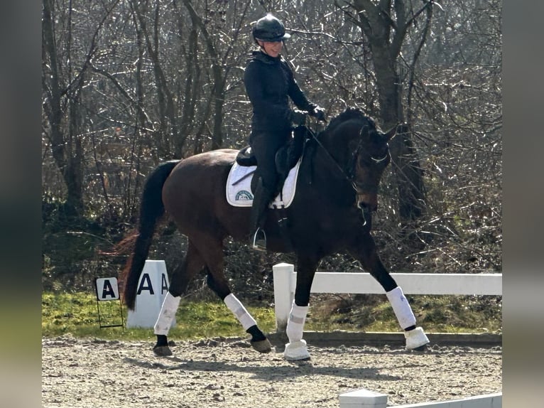 Koń hanowerski Wałach 7 lat 168 cm Ciemnogniada in Fleckeby
