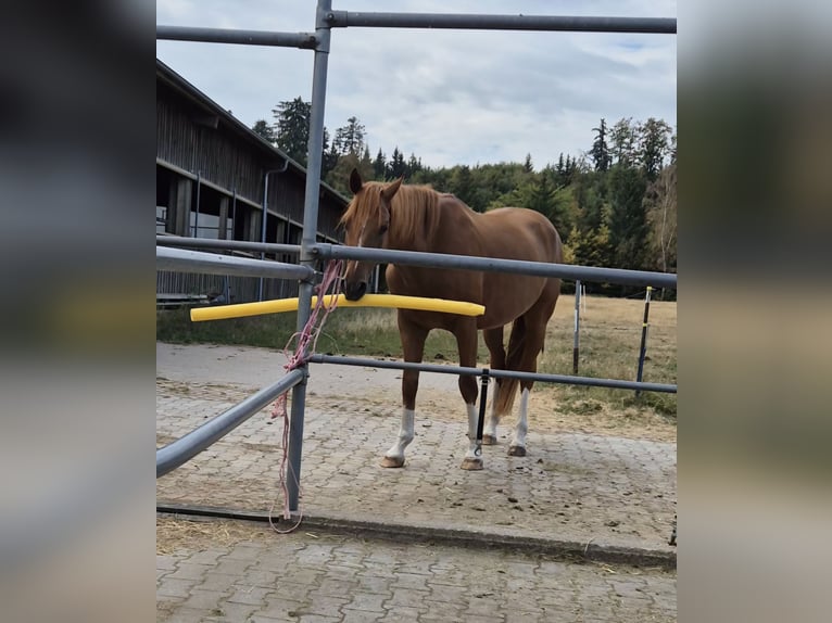 Koń hanowerski Wałach 7 lat 168 cm Kasztanowata in Kreßberg