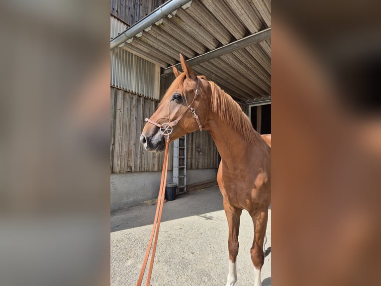 Koń hanowerski Wałach 7 lat 168 cm Kasztanowata in Kreßberg