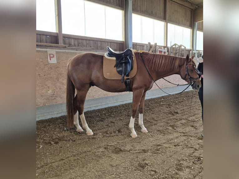 Koń hanowerski Wałach 7 lat 168 cm Kasztanowata in Kreßberg