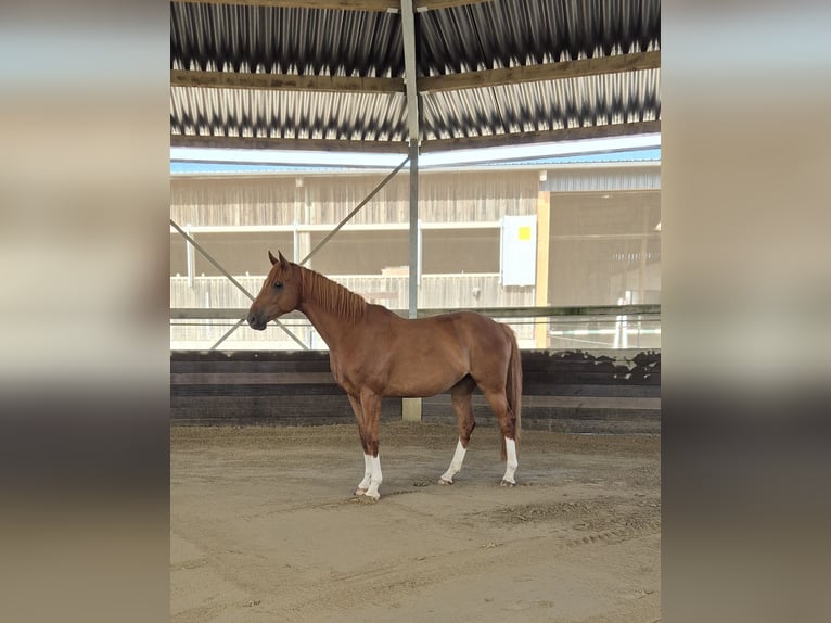 Koń hanowerski Wałach 7 lat 168 cm Kasztanowata in Kreßberg