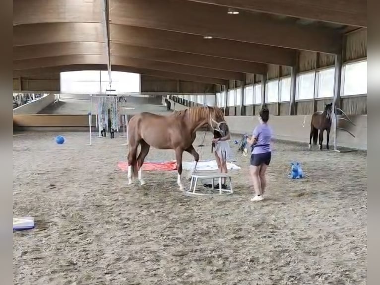 Koń hanowerski Wałach 7 lat 168 cm Kasztanowata in Kreßberg
