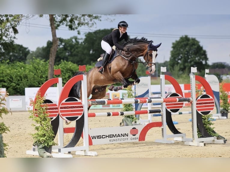 Koń hanowerski Wałach 7 lat 168 cm in Horstmar