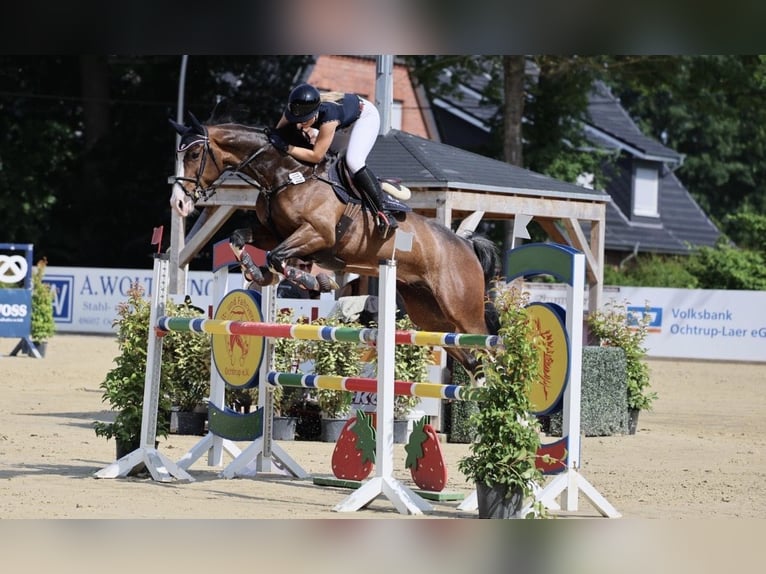 Koń hanowerski Wałach 7 lat 168 cm in Horstmar