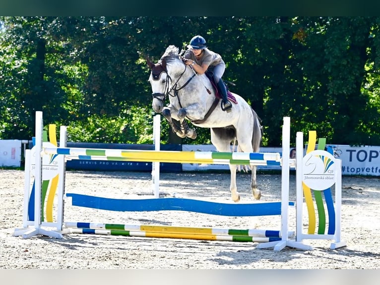 Koń hanowerski Wałach 7 lat 170 cm Bułana in Brno