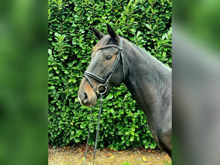 Koń hanowerski Wałach 7 lat 170 cm Ciemnogniada in Schwanewede