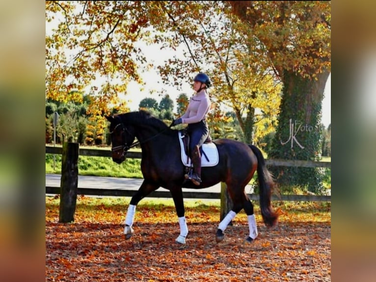 Koń hanowerski Wałach 7 lat 170 cm Ciemnogniada in Kempen