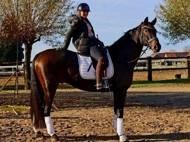 Koń hanowerski Wałach 7 lat 170 cm Ciemnogniada in Kempen