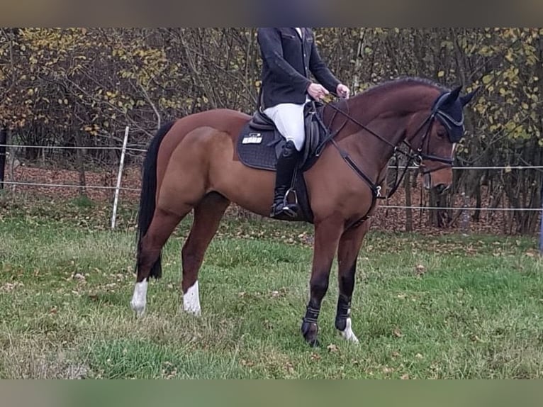 Koń hanowerski Wałach 7 lat 170 cm Gniada in Beesten