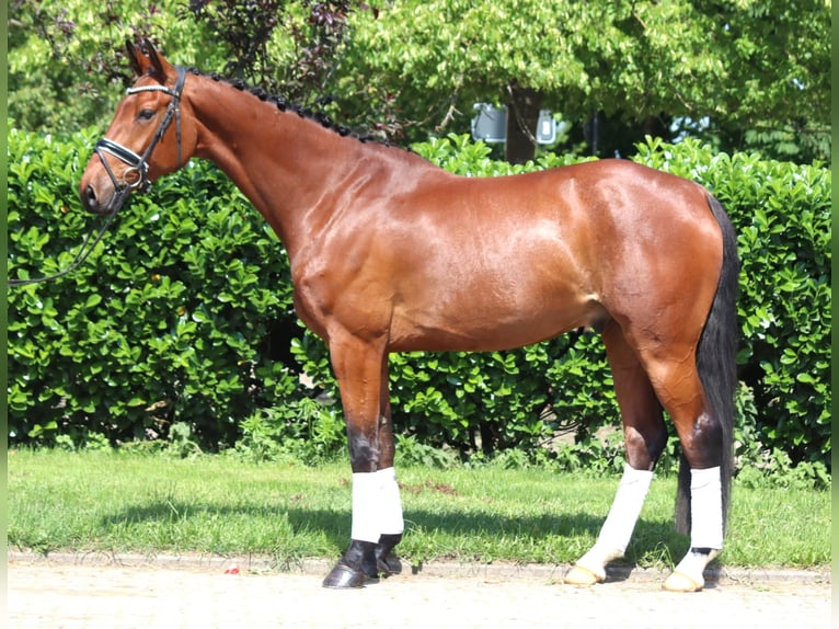 Koń hanowerski Wałach 7 lat 170 cm Gniada in Selsingen