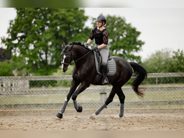 Koń hanowerski Wałach 7 lat 170 cm Kara in Bröthen