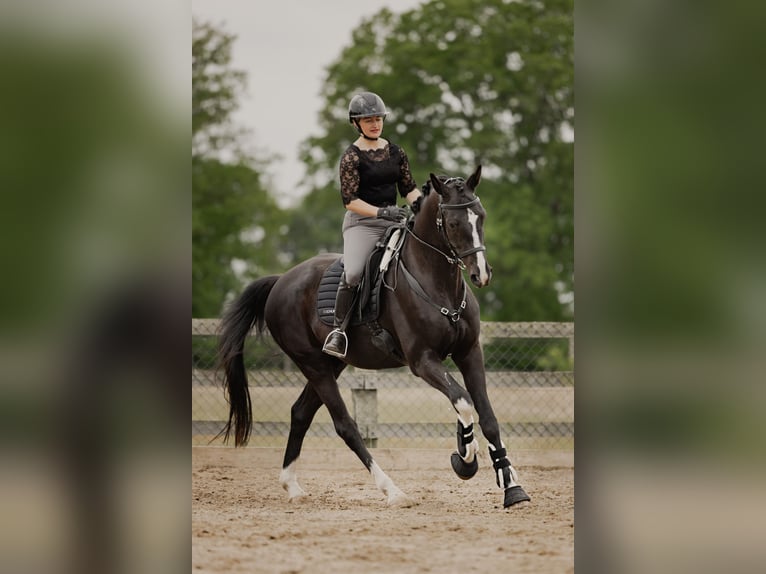 Koń hanowerski Wałach 7 lat 170 cm Kara in Bröthen