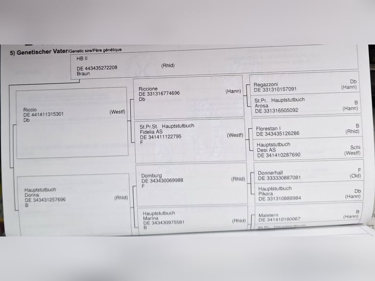 Koń hanowerski Wałach 7 lat 170 cm Kasztanowata in Blankenheim