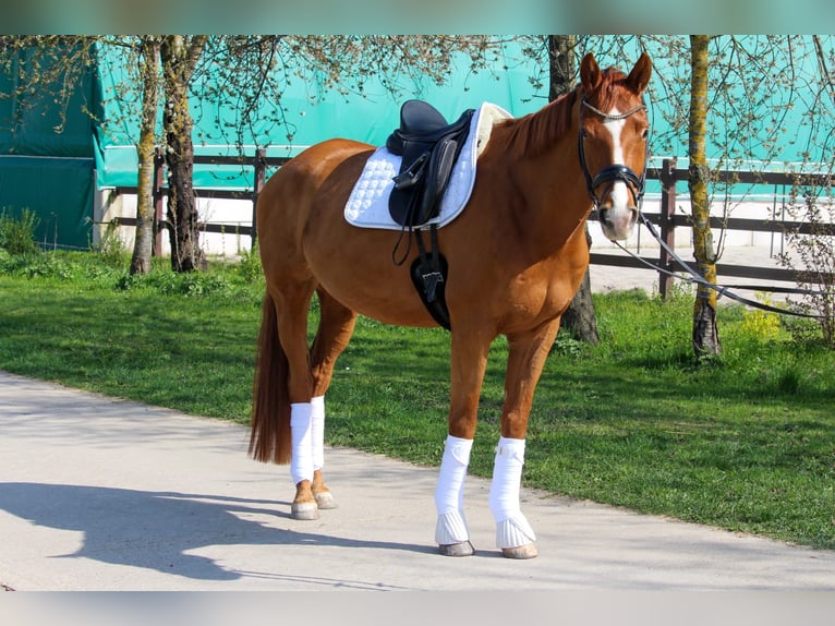 Koń hanowerski Wałach 7 lat 170 cm Kasztanowata in Albig