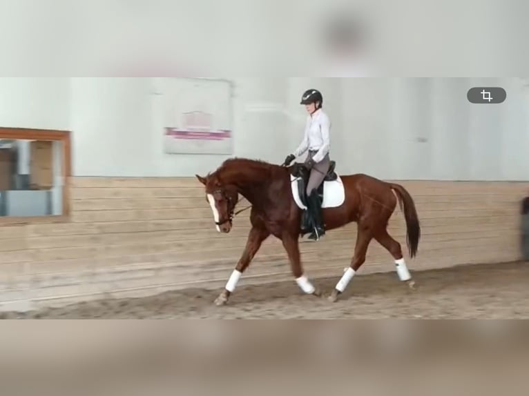 Koń hanowerski Wałach 7 lat 170 cm Kasztanowata in Perchtoldsdorf