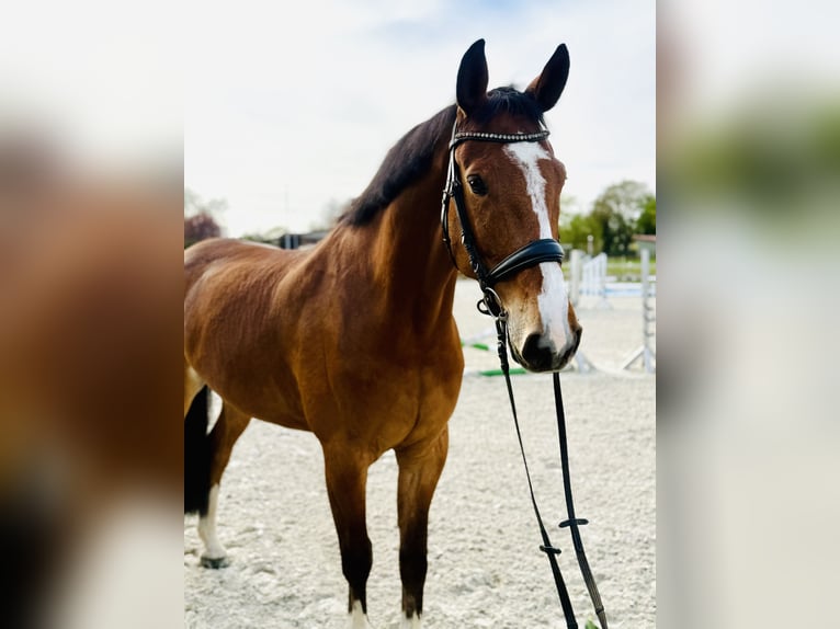 Koń hanowerski Wałach 7 lat 172 cm Gniada in Bargstedt