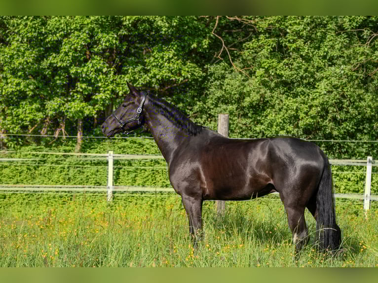 Koń hanowerski Wałach 7 lat 172 cm Kara in Remshalden