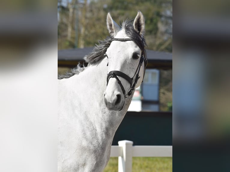 Koń hanowerski Wałach 7 lat 172 cm Siwa in Bremerv&#xF6;rde