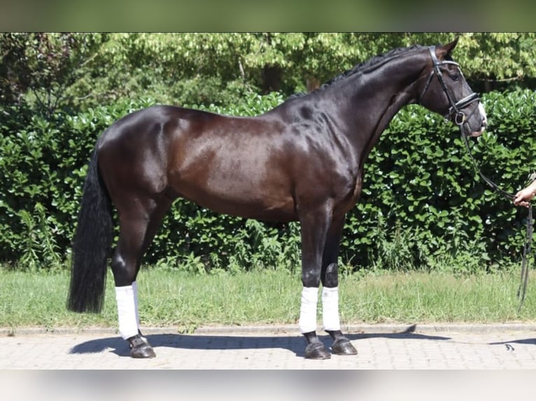 Koń hanowerski Wałach 7 lat 172 cm Skarogniada in Sint-Truiden
