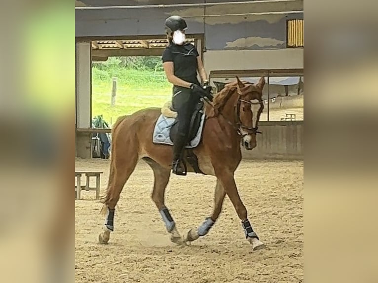 Koń hanowerski Mix Wałach 7 lat 173 cm Kasztanowata in Wolfsberg