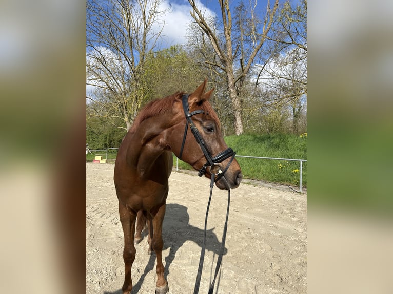 Koń hanowerski Wałach 7 lat 174 cm Ciemnokasztanowata in Aerzen
