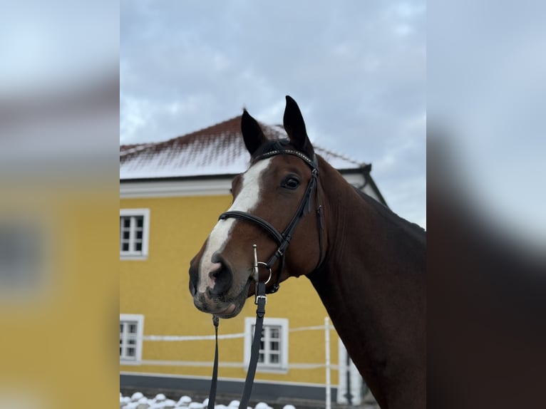 Koń hanowerski Wałach 7 lat 174 cm Gniada in Amstetten