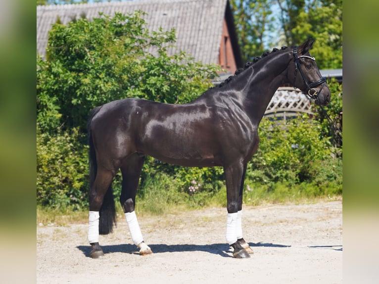 Koń hanowerski Wałach 7 lat 174 cm Kara in Hohenfelde