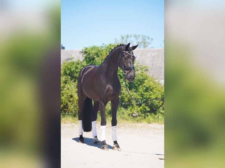Koń hanowerski Wałach 7 lat 174 cm Kara in Hohenfelde
