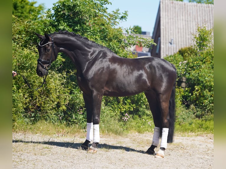 Koń hanowerski Wałach 7 lat 174 cm Kara in Hohenfelde
