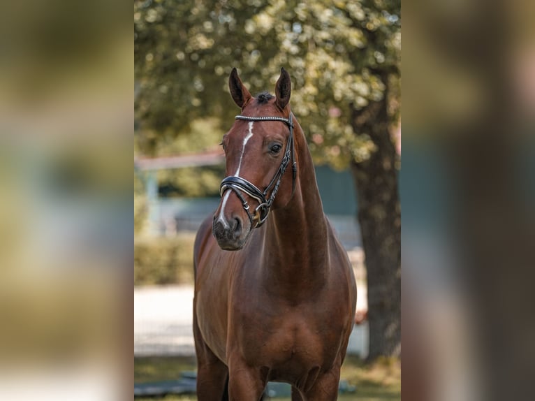 Koń hanowerski Wałach 7 lat 175 cm Gniada in Bodenkirchen