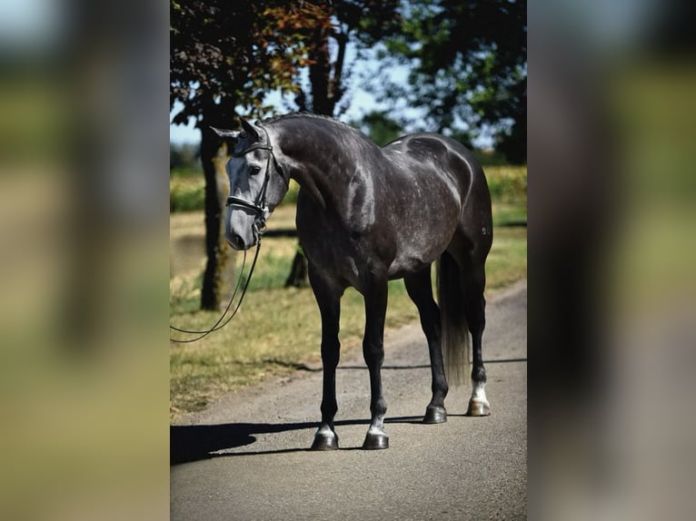 Koń hanowerski Wałach 7 lat 175 cm Siwa jabłkowita in Gollarn